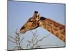 Giraffe Eating Thorny Bush, Giraffa Camelopardalis, Kruger National Park, South Africa, Africa-Ann & Steve Toon-Mounted Photographic Print