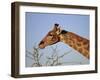 Giraffe Eating Thorny Bush, Giraffa Camelopardalis, Kruger National Park, South Africa, Africa-Ann & Steve Toon-Framed Photographic Print