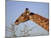 Giraffe Eating Thorny Bush, Giraffa Camelopardalis, Kruger National Park, South Africa, Africa-Ann & Steve Toon-Mounted Photographic Print