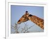 Giraffe Eating Thorny Bush, Giraffa Camelopardalis, Kruger National Park, South Africa, Africa-Ann & Steve Toon-Framed Photographic Print