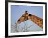 Giraffe Eating Thorny Bush, Giraffa Camelopardalis, Kruger National Park, South Africa, Africa-Ann & Steve Toon-Framed Photographic Print