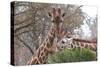 Giraffe Eating-Lantern Press-Stretched Canvas
