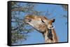 Giraffe Eating-Grobler du Preez-Framed Stretched Canvas