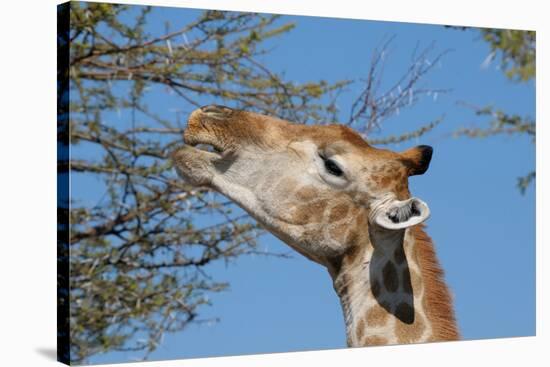 Giraffe Eating-Grobler du Preez-Stretched Canvas