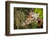 Giraffe Eating-_jure-Framed Photographic Print