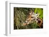 Giraffe Eating-_jure-Framed Photographic Print