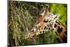 Giraffe Eating-_jure-Mounted Photographic Print