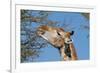 Giraffe Eating-Grobler du Preez-Framed Photographic Print