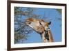 Giraffe Eating-Grobler du Preez-Framed Photographic Print