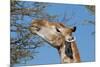 Giraffe Eating-Grobler du Preez-Mounted Photographic Print