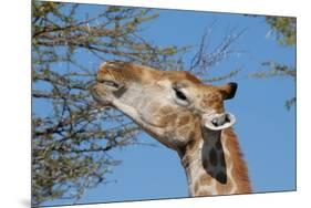 Giraffe Eating-Grobler du Preez-Mounted Photographic Print