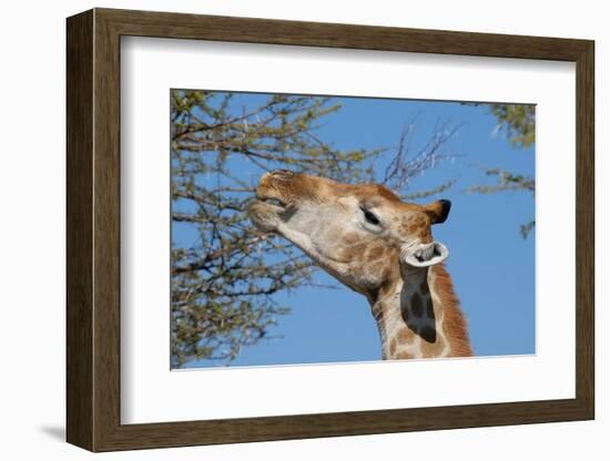 Giraffe Eating-Grobler du Preez-Framed Photographic Print
