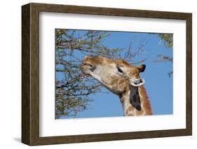 Giraffe Eating-Grobler du Preez-Framed Photographic Print