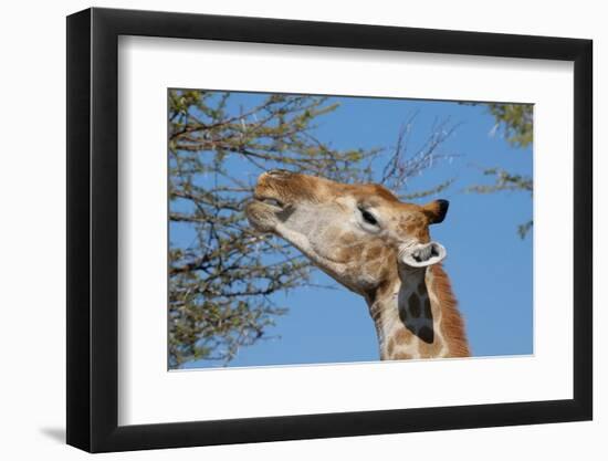 Giraffe Eating-Grobler du Preez-Framed Photographic Print