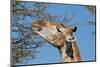Giraffe Eating-Grobler du Preez-Mounted Photographic Print
