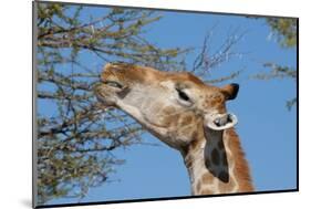 Giraffe Eating-Grobler du Preez-Mounted Photographic Print