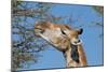 Giraffe Eating-Grobler du Preez-Mounted Photographic Print
