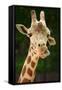 Giraffe Face-Lantern Press-Framed Stretched Canvas