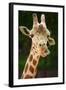 Giraffe Face-Lantern Press-Framed Art Print