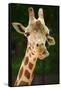 Giraffe Face-Lantern Press-Framed Stretched Canvas