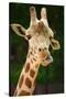 Giraffe Face-Lantern Press-Stretched Canvas