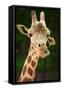 Giraffe Face-Lantern Press-Framed Stretched Canvas