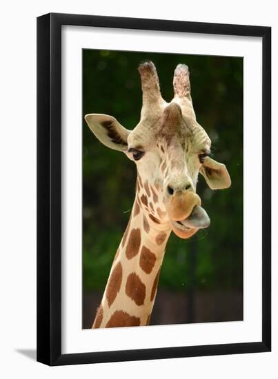 Giraffe Face-Lantern Press-Framed Art Print