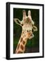 Giraffe Face-Lantern Press-Framed Art Print