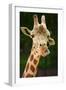 Giraffe Face-Lantern Press-Framed Art Print