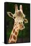 Giraffe Face-Lantern Press-Framed Stretched Canvas