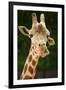 Giraffe Face-Lantern Press-Framed Art Print