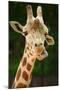 Giraffe Face-Lantern Press-Mounted Art Print