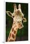 Giraffe Face-Lantern Press-Framed Art Print