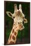 Giraffe Face-Lantern Press-Framed Art Print