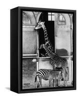Giraffe Family and Zebra-null-Framed Stretched Canvas