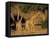 Giraffe Family, (Giraffa Camelopardalis), Kaokoveld, Namibia, Africa-Thorsten Milse-Framed Stretched Canvas