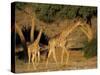 Giraffe Family, (Giraffa Camelopardalis), Kaokoveld, Namibia, Africa-Thorsten Milse-Stretched Canvas