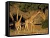 Giraffe Family, (Giraffa Camelopardalis), Kaokoveld, Namibia, Africa-Thorsten Milse-Framed Stretched Canvas