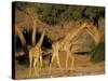 Giraffe Family, (Giraffa Camelopardalis), Kaokoveld, Namibia, Africa-Thorsten Milse-Stretched Canvas