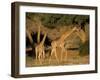 Giraffe Family, (Giraffa Camelopardalis), Kaokoveld, Namibia, Africa-Thorsten Milse-Framed Photographic Print