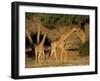 Giraffe Family, (Giraffa Camelopardalis), Kaokoveld, Namibia, Africa-Thorsten Milse-Framed Photographic Print