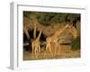 Giraffe Family, (Giraffa Camelopardalis), Kaokoveld, Namibia, Africa-Thorsten Milse-Framed Photographic Print