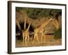 Giraffe Family, (Giraffa Camelopardalis), Kaokoveld, Namibia, Africa-Thorsten Milse-Framed Photographic Print