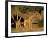 Giraffe Family, (Giraffa Camelopardalis), Kaokoveld, Namibia, Africa-Thorsten Milse-Framed Photographic Print