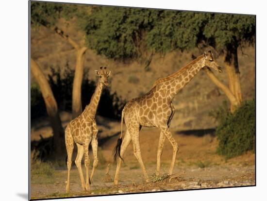 Giraffe Family, (Giraffa Camelopardalis), Kaokoveld, Namibia, Africa-Thorsten Milse-Mounted Photographic Print