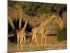 Giraffe Family, (Giraffa Camelopardalis), Kaokoveld, Namibia, Africa-Thorsten Milse-Mounted Photographic Print