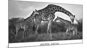 Giraffe Family-Xavier Ortega-Mounted Art Print