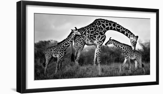 Giraffe Family-Xavier Ortega-Framed Giclee Print