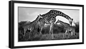 Giraffe Family-Xavier Ortega-Framed Giclee Print