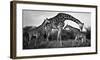 Giraffe Family-Xavier Ortega-Framed Giclee Print